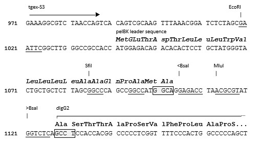 TGEX-HC-dG2-Zeo cloning site